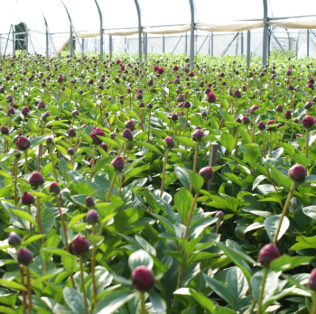 pivoines sous serre